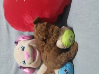 Kaliteli ve sağlık garantili poodle yavrular