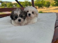 Açık Renk ve Trecolor Shih Tzu Bebekler Sun Kennels