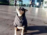Pinscher tuvalet eğitimi ve tasmasız gezme eğitimi var
