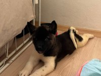 ŞAMPİYON ANNE VE BABADAN AMERİKAN AKİTA YAVRU