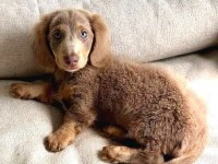 Isabella Long Hair Dachshund En Özel Yavru