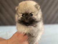 Orjinal ayı surat pomeranian boo