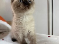 Mükemmel Kaliteli Maviş Gözlü British Shorthair