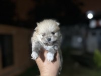 Sağlık ve ırk garantili Pomeranian yavrularımız 