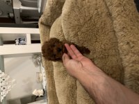 Orjinal toy poodle köpeği