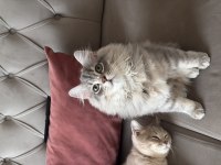 British longhair kedisi