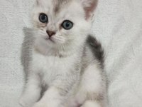 1.5 Aylık Yavru British Shorthair