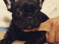 FRENCH BULLDOG YAVRULARI