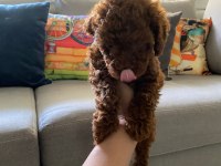 Toy poodle yavrularim orijinal