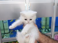 55 günlük son 4 yavru scottish fold