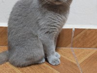 Yetişkin dişi british shorthair