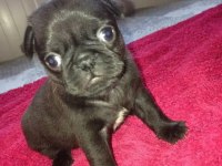 PUG MOPS YAVRULARI