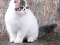 CFA ŞECERELİ SHOW KALİTE ERKEK KEDİMİZ