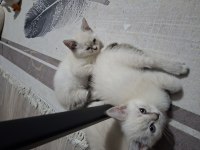 British shorthair kedisi