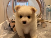 Pomeranian Spitz Beyaz Oyuncu sevecen tanemim dişi 4 aylık