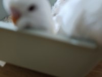 Jumbo albino kırmızı göz muhabbet kuşu yavruları