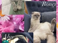 Çiftleştirme İlanı scottish fold