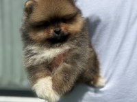 Yakışıklı Teddy Boo Pomeranian