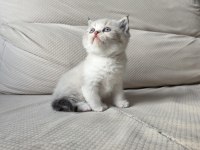 BİRBİRİNDEN GÜZEL YAVRU KEDİLER