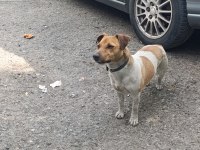 Orjinal saf kan jack russell