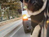 Tuvalet eğitimli çok akıllı Pug Deprem Bölgesinden