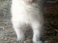 Safkan ırk garantili scottish fold yavrular