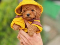 ARI MAYA POODLE