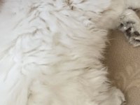 Acil ve ücretsiz sahiplendirme british longhair