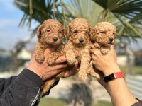 Toy poodle muhteşem bebişler