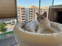 Boncuk Gözlü Safkan Ragdoll Yavru
