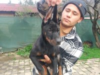 Doberman yavruları