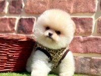 Safkan Pomeranian Boo Bebekler