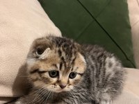 Isparta İzmir gönderim mevcut 2 Aylık Scottish Fold