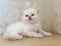 BRİTİSH LONGHAİR