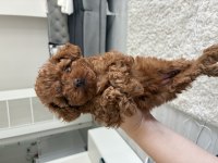 Kore kan teucuo toy poodle