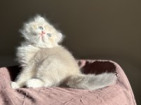 Nadir Renk Blue Golden Ay11 British Longhair