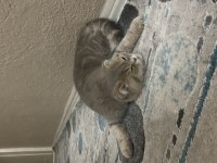 Minik scottish fold kız