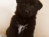 A kalite bicolor alman kurdu