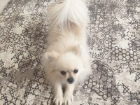Pomeranian oğlum