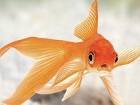 Oranda japon balığı