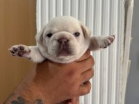 EGZOTİK FRENCH BULLDOG YAVRULARIMIZ REZERVE AÇILMIŞTIR