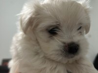 Maltipoo cinsi bebekler