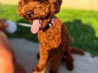 1 Yaşında poodle miniğimizi Sahiplendirmek İstiyoruz