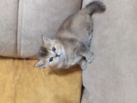 British shorthair gold
