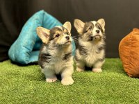Pembroke Welsh Corgi Yavruları - Club K9 Güvencesiyle