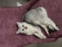 Oğlumuza eş adayı arıyoruz