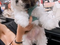 Irk sağlık garantili kimlikli bebek shih tzu