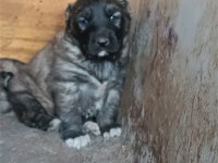kangal köpeği yavruları yeni evini arıyor