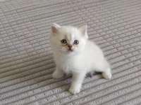 Dişi Ve Erkek British Shorthair Yavrularımız