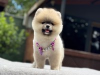 Yavru Pomeranian Boo Köpeklerimiz